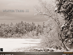 Winter Trees III PDF